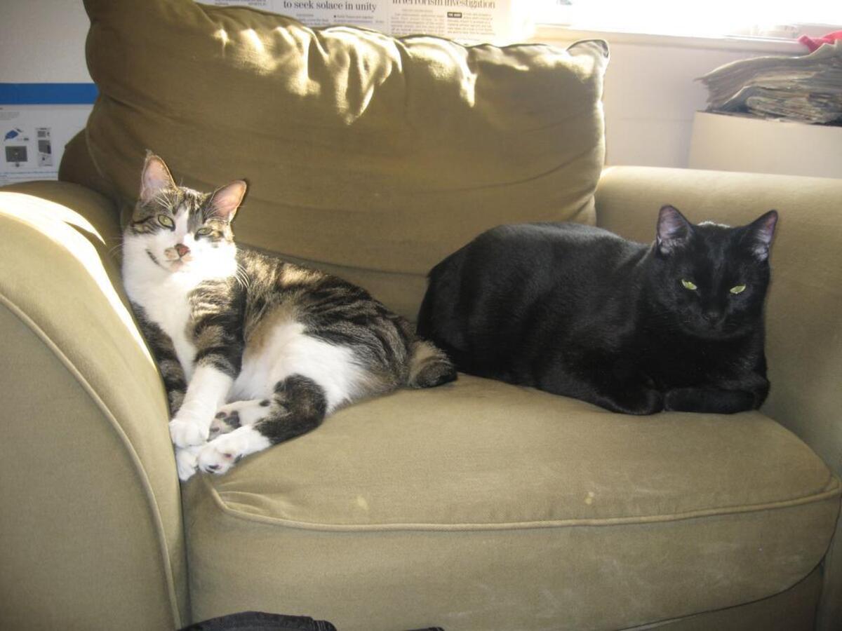 Fenway, right, and his brother Yaz, were adopted by my wife Laura when they were two. Fenway passed away late Friday night and Yaz passed away in May. They were 15.