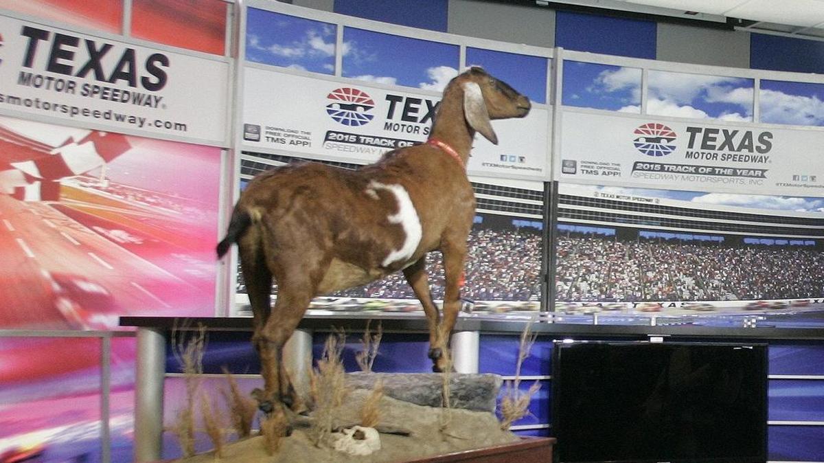 Lil’ Dale, a brown goat born with a distinguishing white “3” marking on her right side, died in December, but will be displayed forever at Texas Motor Speedway.