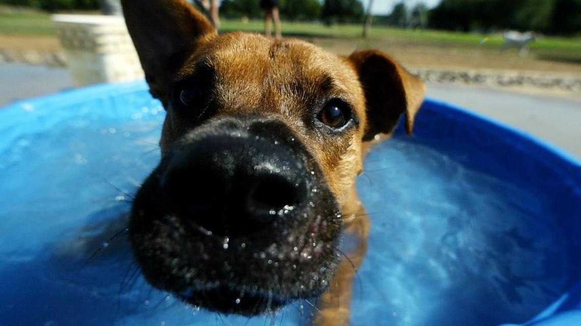 Max takes a dip to cool off in the pool at Fort Woof Dog Park in June 2008.