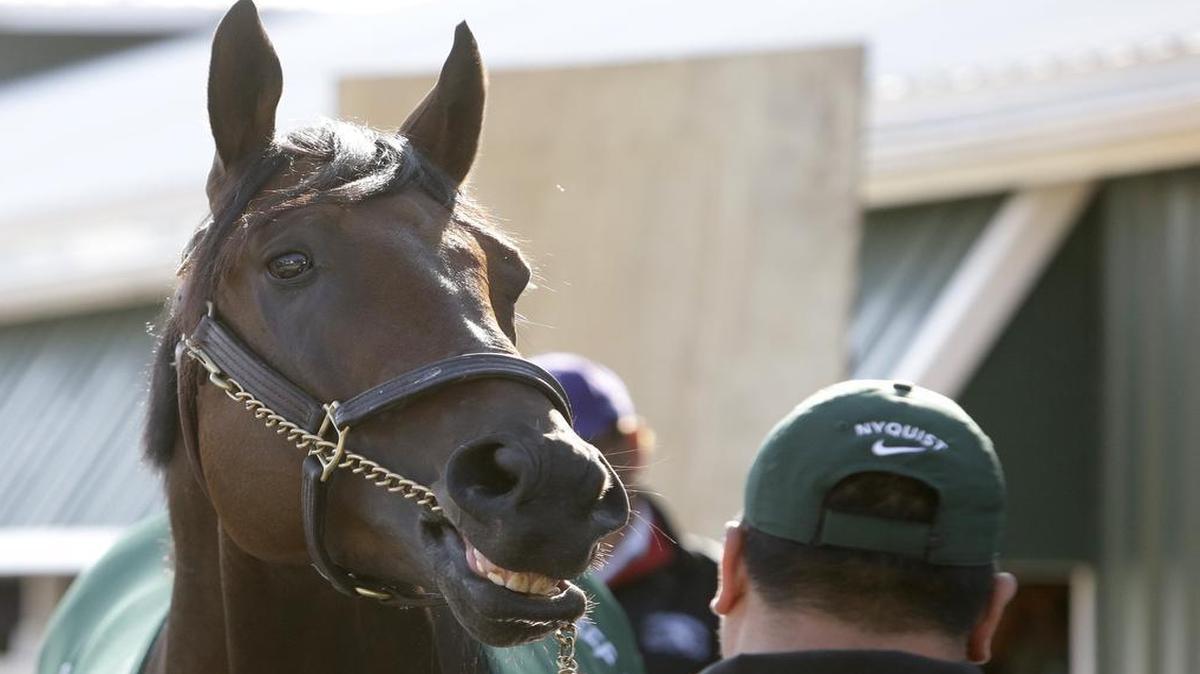 Kentucky Derby winner Nyquist stands outside a barn at Pimlico Race Course on Friday in Baltimore.The 141st Preakness Stakes will be telecast Saturday on NBC and KXAS/Channel 5, with post time scheduled at 5:45 p.m. The pre-race show begins at 4 p.m.